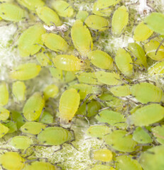 Small green aphids on a tree leaf.