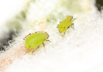Small green aphids on a tree leaf.