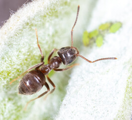 An ant grazes aphids on a tree leaf.