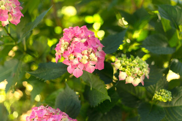 Close up light green and pink hortensia fresh flowers blur background.