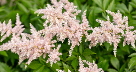 Beautiful purple flowers in the park.