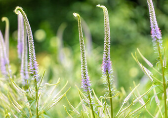 Beautiful purple flowers in the park.