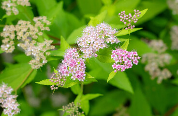 Beautiful purple flowers in the park.