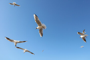 A flock of seagulls in flight against a sky.