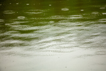 Raindrops on the surface of the water in the pond.