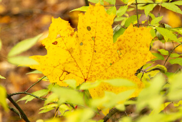 Yellow maple leaves in the forest in autumn.