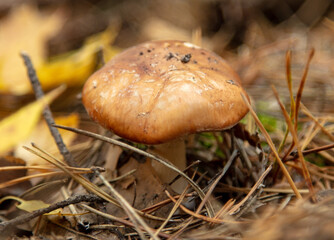 Mushrooms on the ground in the forest in autumn.