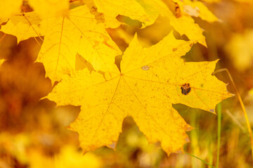 Naklejka na ściany i meble Yellow maple leaves in the forest in autumn.