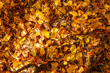 Yellow autumn leaves lie on the ground in autumn.