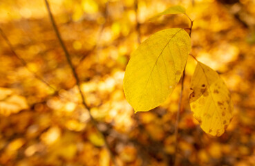 Leaves in the forest in autumn.
