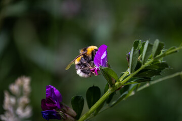 Bombus muscorum