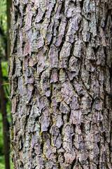 Obraz premium 巨木のザラザラとした木肌