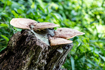 切り株に生えたサルノコシカケ