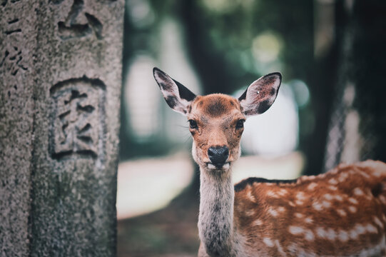 奈良の鹿 の画像 16 326 件の Stock 写真 ベクターおよびビデオ Adobe Stock