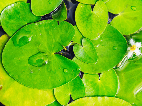 睡蓮の葉 Images – Browse 135 Stock Photos, Vectors, and Video