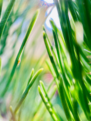 Macro view of green fir or pine tree needles abstract conifer natural background wallpaper.