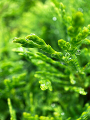 Macro view of green thuja tree leaves abstract conifer natural background wallpaper.