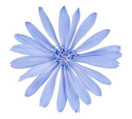 chicory flower top view isolated - obrazy, fototapety, plakaty
