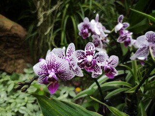 Dendrobium bigibbum, Dendrobium phalaenopsis belongs to the family Orchidaceae.