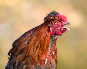 Close up of crowing red brown rooster isolated