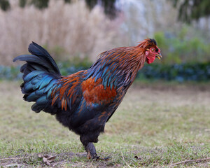 Crowing red brown rooster free range