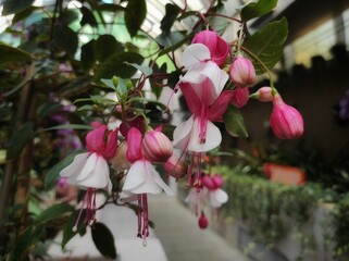Fuchsia hibrida or Hybrid fuchsia are created when several different species of the plant have been crossed