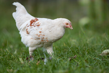 Young white rooster of Poland chicken