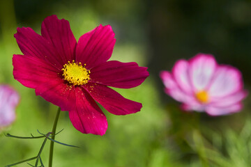 Obraz premium Cosmos Dwarf sensation isolated in garden