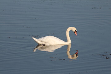A white swan on the lake with reflection