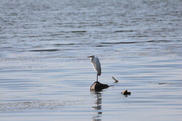 great blue heron sitting on the stone in the middle of the lake