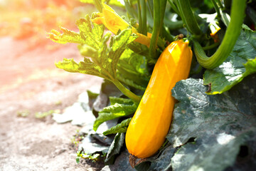 yellow zucchini grows on a bush on a sunny day. growing zucchini