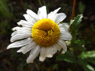 daisy flower
