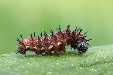 Admiral Raupe - Vanessa atalanta