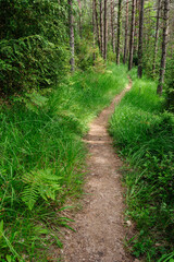 Fototapeta na wymiar sendero de la naturaleza, Nebias, languedoc-Roussillon, departamento de Aude,pirineos orientales,Francia, europa