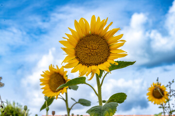 Sunflower field against blue sky on a sunny day