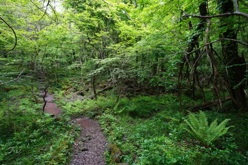 fern and path in spring forest