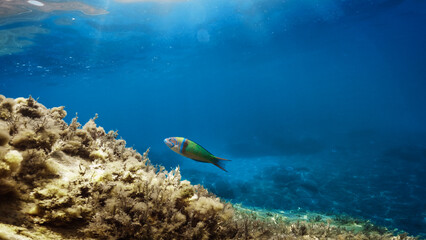Little parrotfish green swimming underwater in the ocean