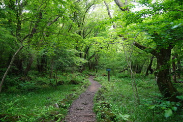 path through refreshing forest
