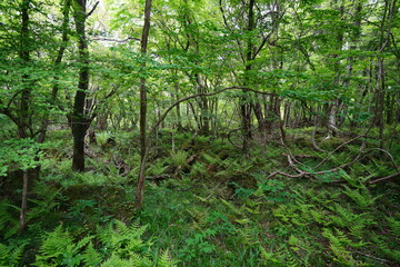 dense wild forest in springtime