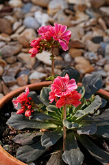 Flowering succulent Lewisia cotyedon potted on a garden patio