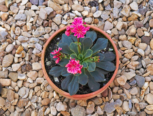 Flowering succulent Lewisia cotyedon potted on a garden patio