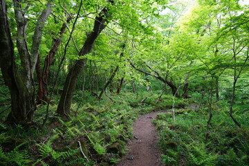 Obraz premium fine pathway through old trees