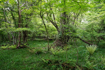 dense wild forest in springtime