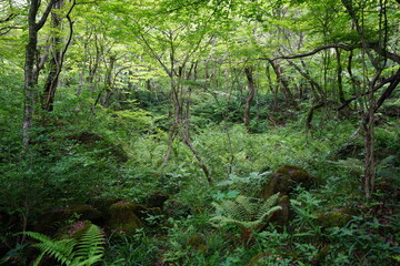 dense wild forest in springtime