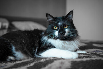 black and white domestic cat lying on sofa 
