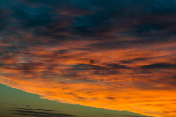 seagull silhouette flying in a orange sunset sky