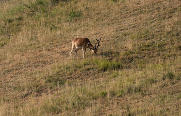 deer in the grass