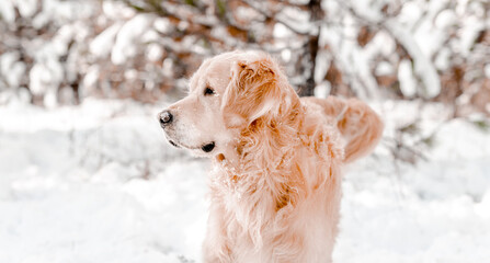 Golden retriever dog in winter time