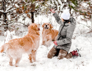Golden retriever dog with girl in winter time