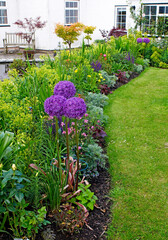 A fully planted flower border with Allium christophii in a cottage garden